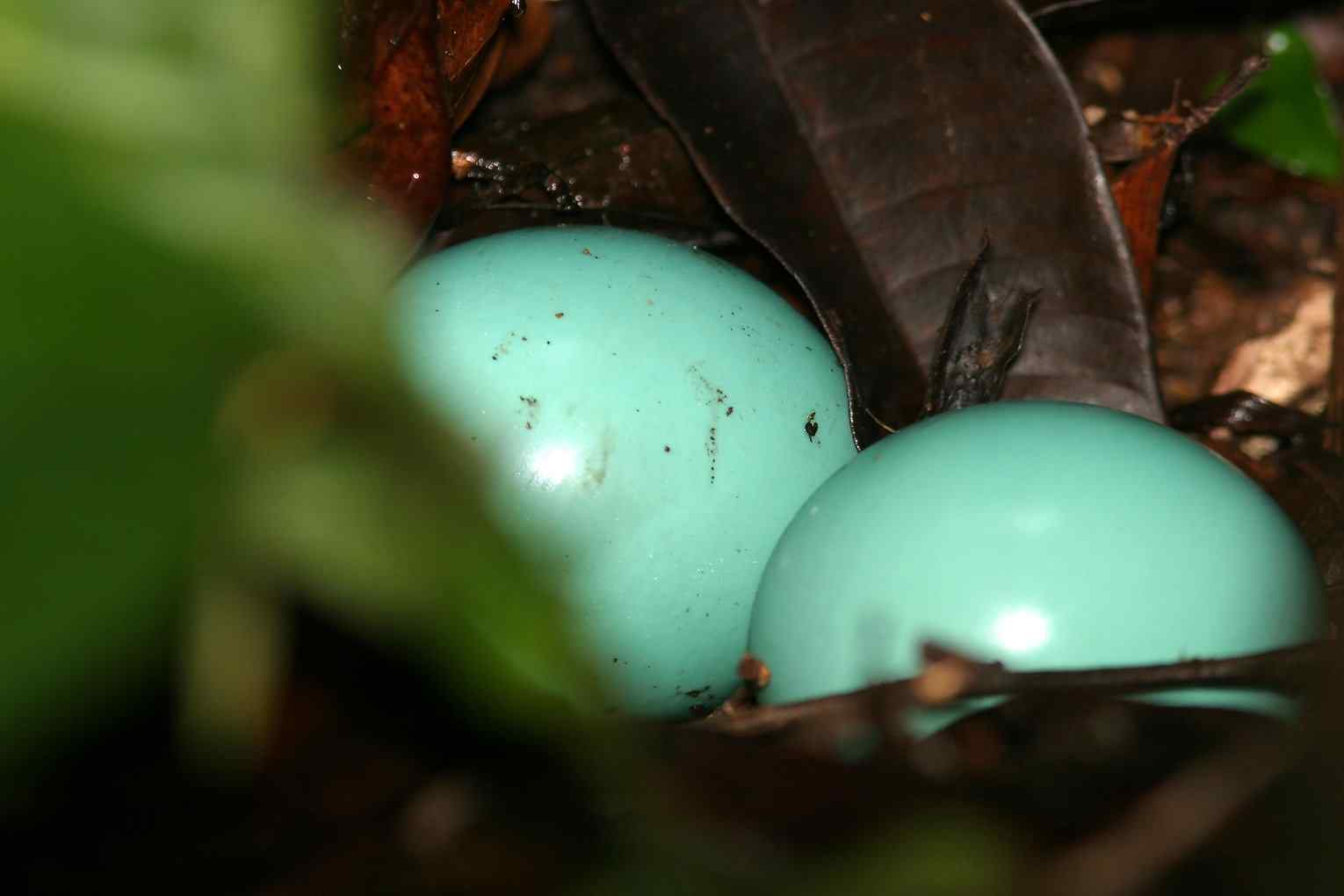 大䳍鸟(图)欣赏