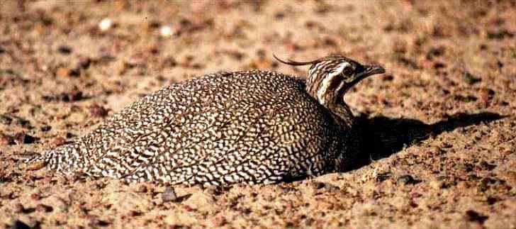 凤头䳍鸟(图)欣赏