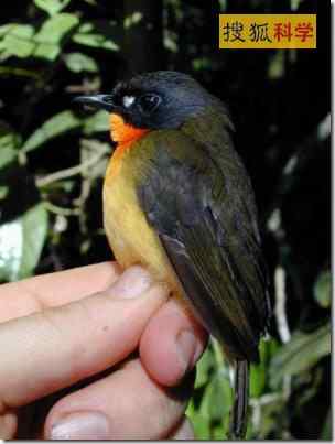 非洲鸟类新种　橄榄色的森林知更鸟