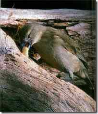 鴷形树雀：会使用工具的鸟类