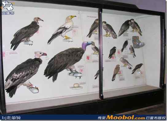 肯尼亚博物馆鸟类标本