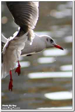 贝加尔湖的红嘴鸥