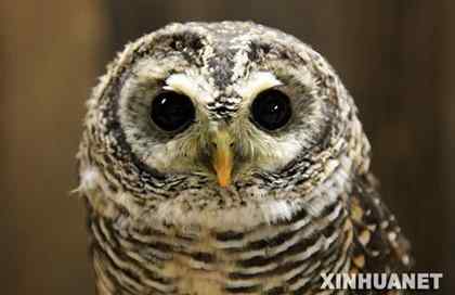 日本猫头鹰聚会