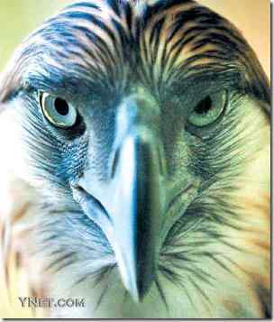 世界上最大的鹰:菲律宾鹰