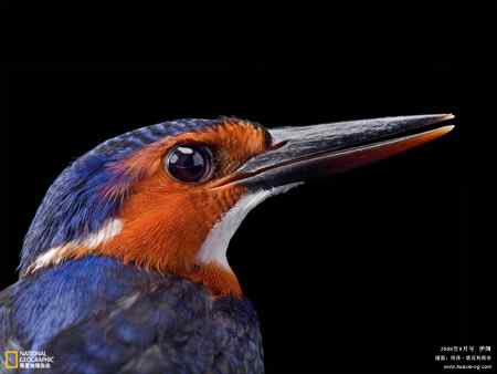 非常漂亮的鸟类壁纸［多分辨率］