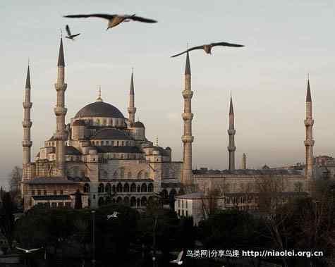 城市化：鸟儿离我们远去