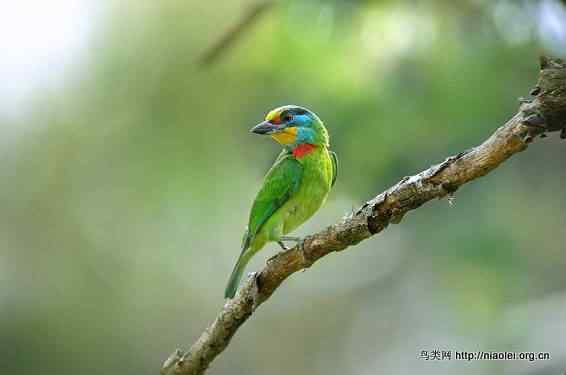 鸟语花香 鸟语花香