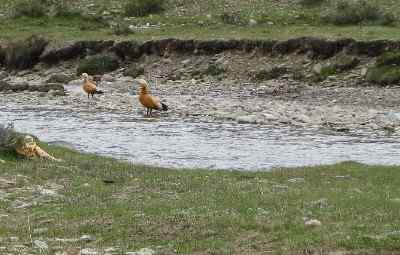鸟友来信: 白头硬尾鸭?
