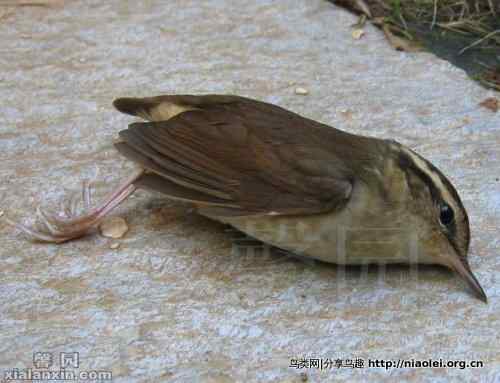 天上掉下一只鳞头树莺