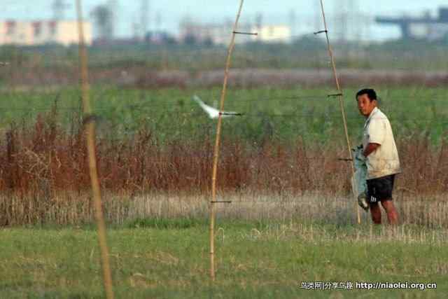 独流减河湿地鸟儿惨遭屠杀