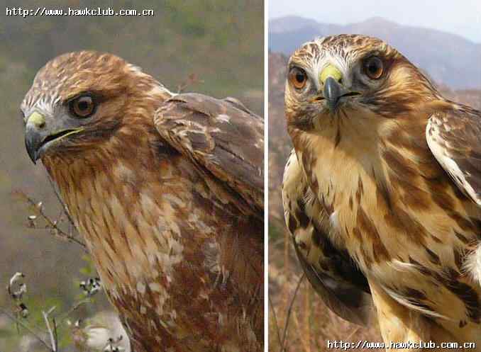 容易混淆的猛禽对比图