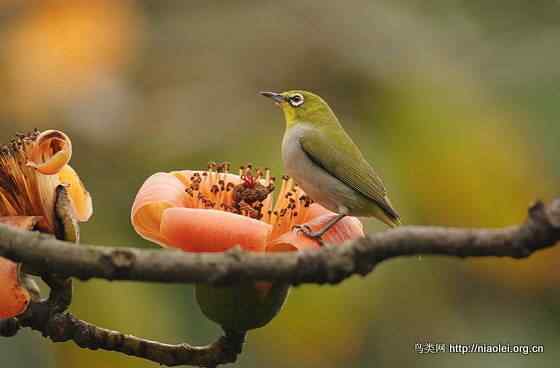 鸟语花香 鸟语花香