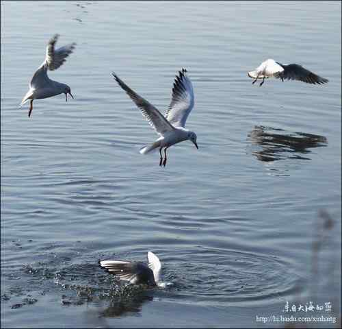 快乐海燕的诗——《海鸥》