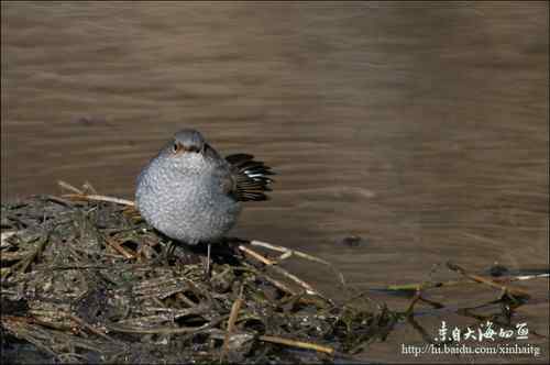 十渡拍鸟——满载而归