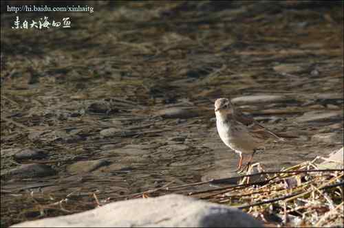 十渡拍鸟——满载而归