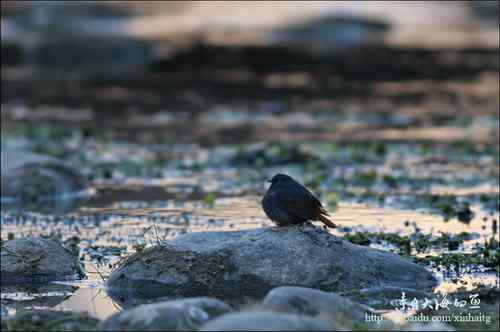 十渡拍鸟——满载而归