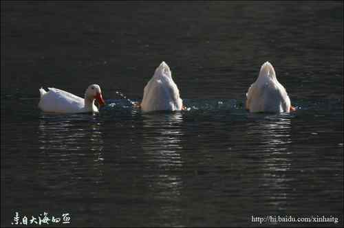 十渡拍鸟——满载而归