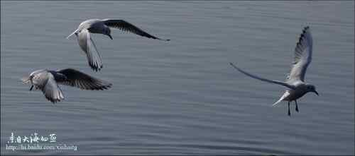 快乐海燕的诗——《海鸥》