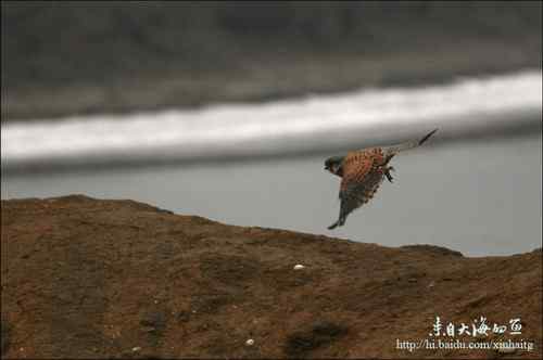 十渡拍鸟——满载而归