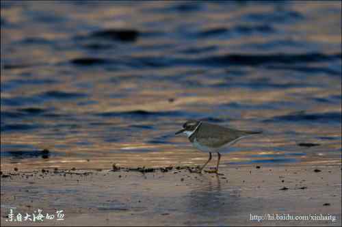 十渡拍鸟——满载而归