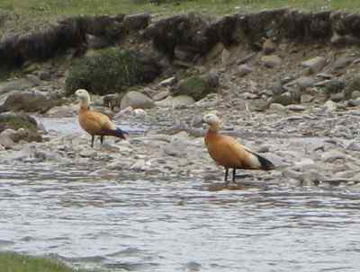 鸟友来信: 白头硬尾鸭?