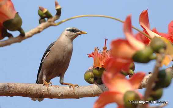 鸟语花香 鸟语花香