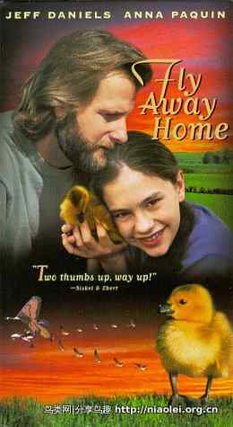 伴你高飞 Fly Away Home