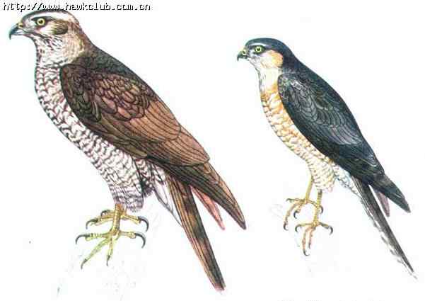 容易混淆的猛禽对比图