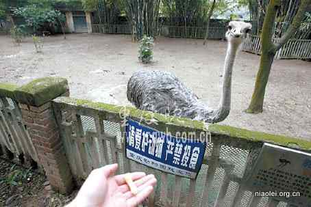 重庆动物园公驼鸟死于游客之手