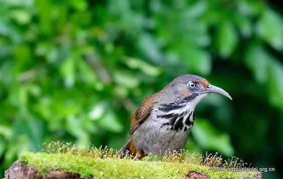 鸟语花香 鸟语花香