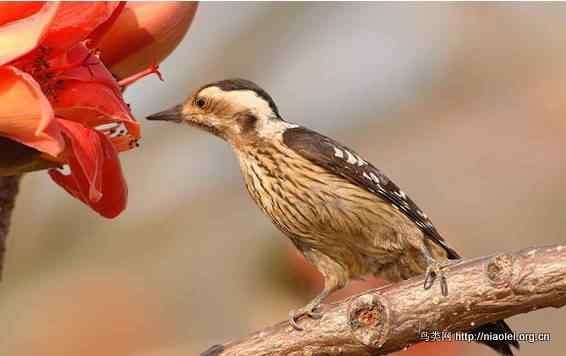 鸟语花香 鸟语花香