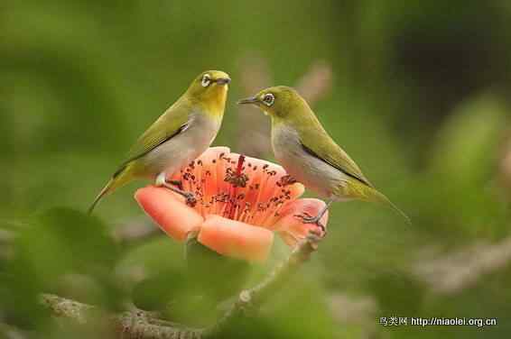 鸟语花香 鸟语花香