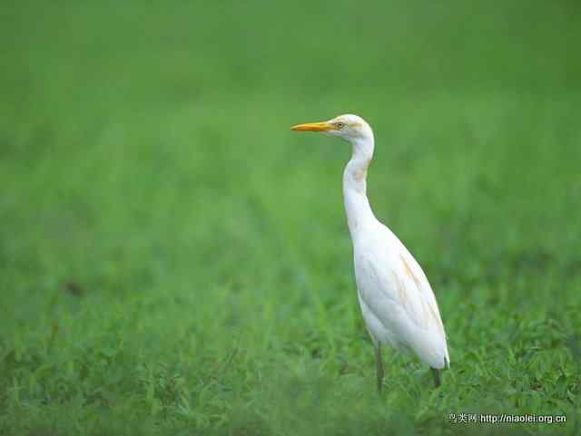 腾讯公益网 救援野生动物