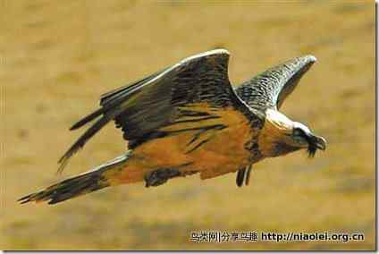九寨沟发现国家珍稀鸟类胡兀鹫、黄脚渔鸮