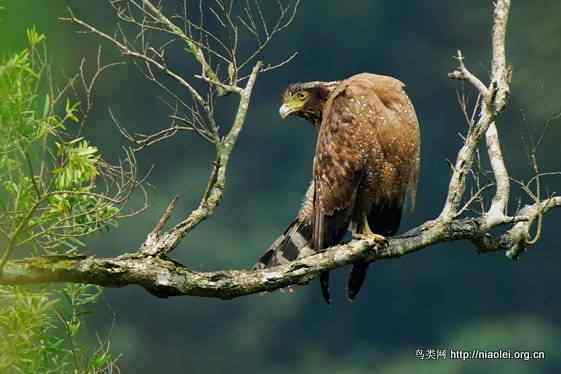 鸟语花香 鸟语花香