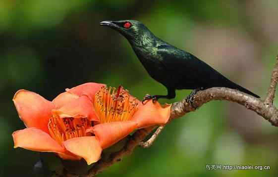 鸟语花香 鸟语花香