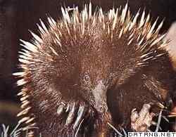 三趾针鼹: 又一种卵生的哺乳动物