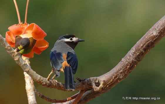 鸟语花香 鸟语花香
