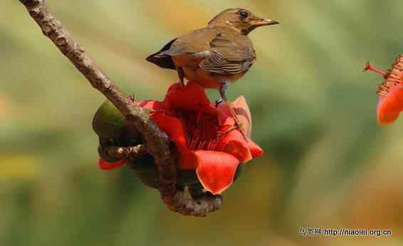 鸟语花香 鸟语花香