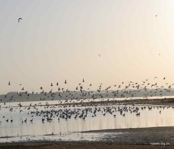 遗鸥,遗落之鸥 遗鸥,遗落之鸥