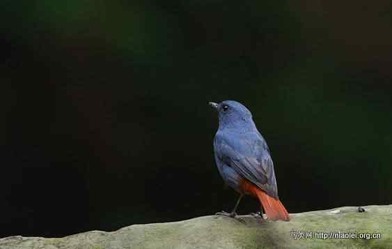 鸟语花香 鸟语花香
