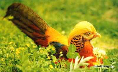 白腹锦鸡和红腹锦鸡 羽色最漂亮的鸟