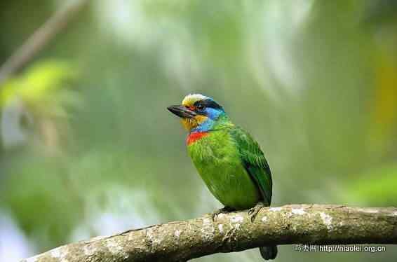 鸟语花香 鸟语花香