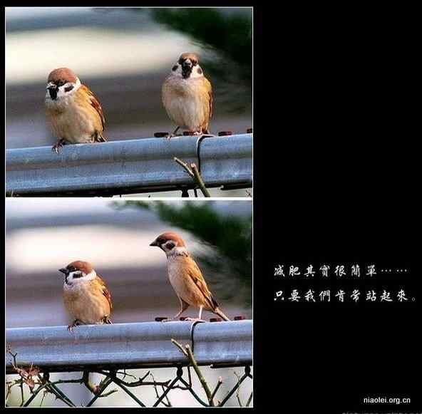 减肥其实很简单 只要肯站起来