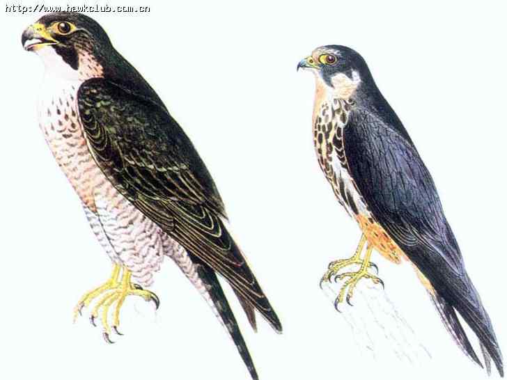 容易混淆的猛禽对比图