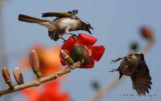 鸟语花香 鸟语花香