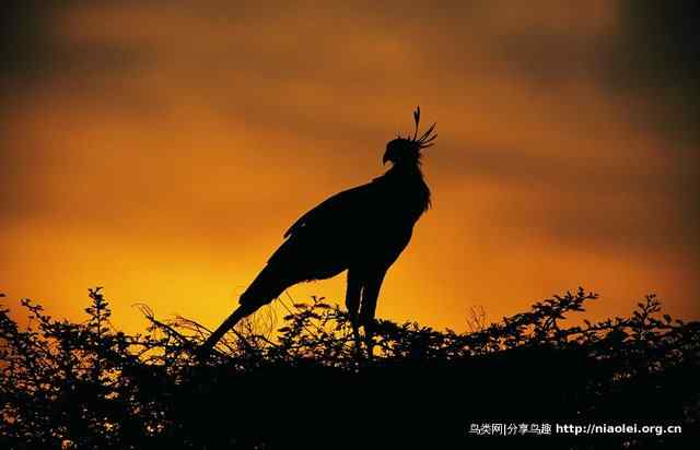 暮色残阳中的鸟