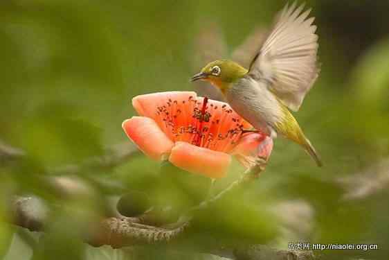 鸟语花香 鸟语花香