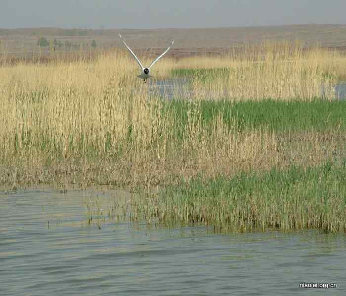 遗鸥,遗落之鸥 遗鸥,遗落之鸥