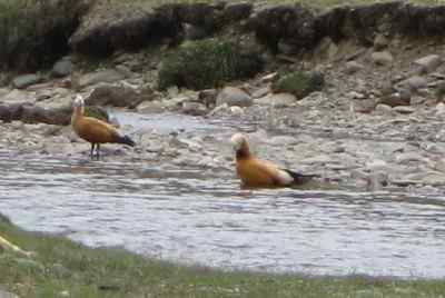 鸟友来信: 白头硬尾鸭?